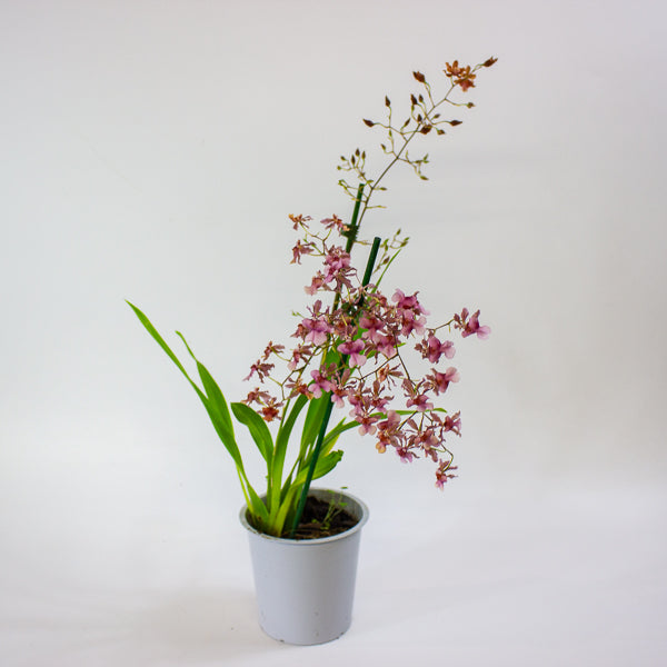 Oncidium Rosy Sunset 12cm H55cm