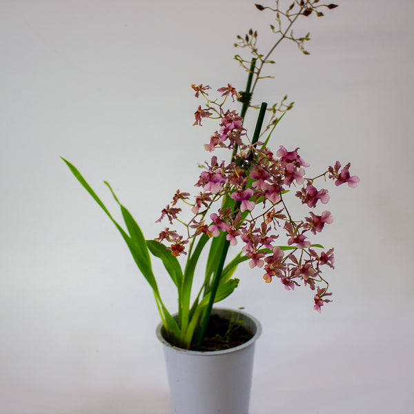 Oncidium Rosy Sunset 12cm H55cm