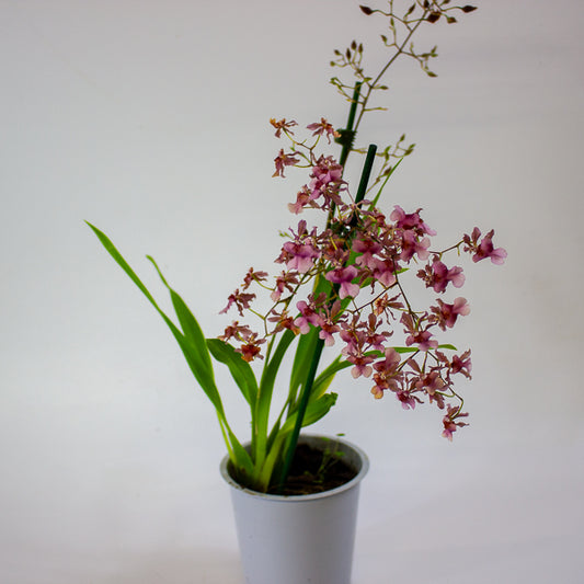 Oncidium Rosy Sunset 12cm H55cm