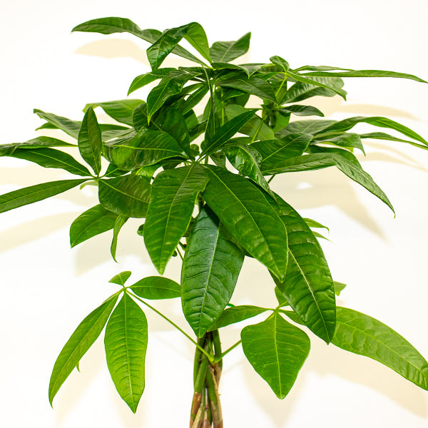 Pachira aquatica 14cm H60cm