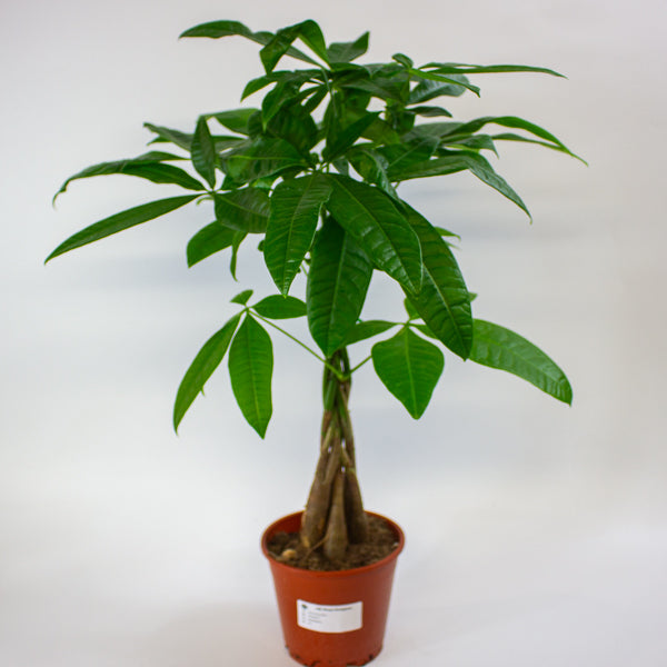 Pachira aquatica 14cm H60cm