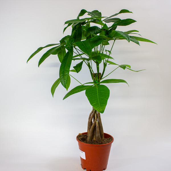 Pachira aquatica 14cm H60cm