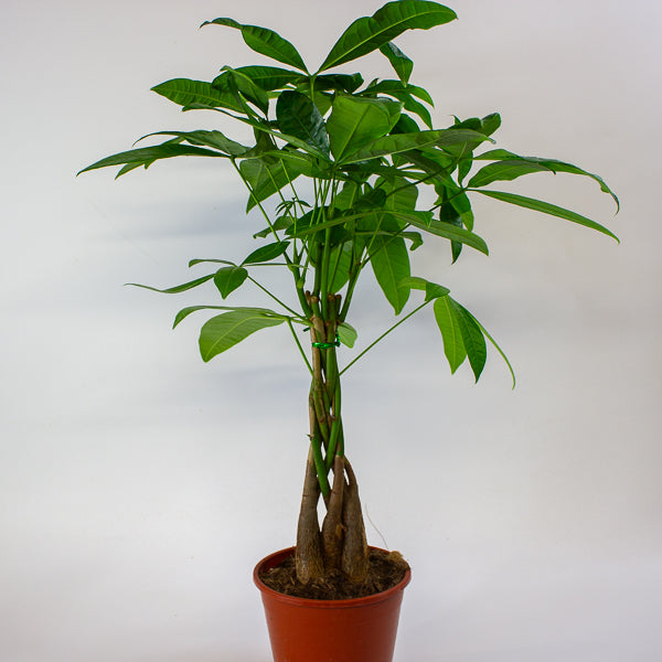 Pachira aquatica 14cm H60cm