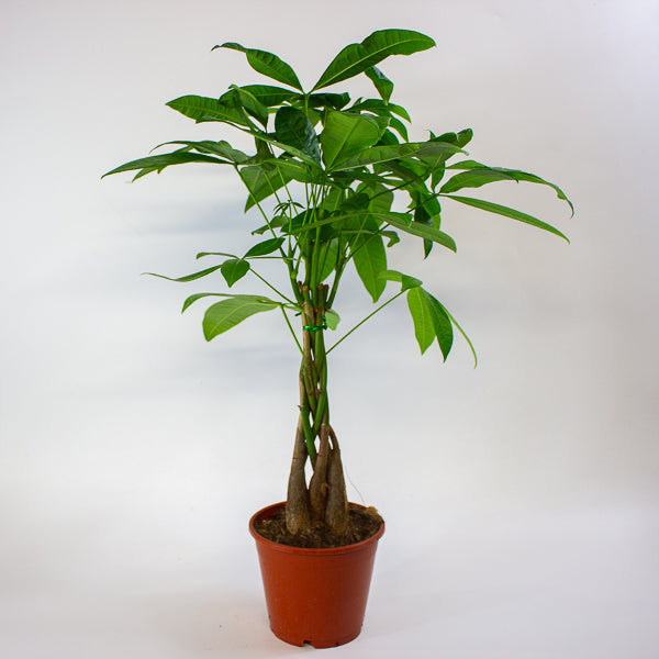 Pachira aquatica 14cm H60cm