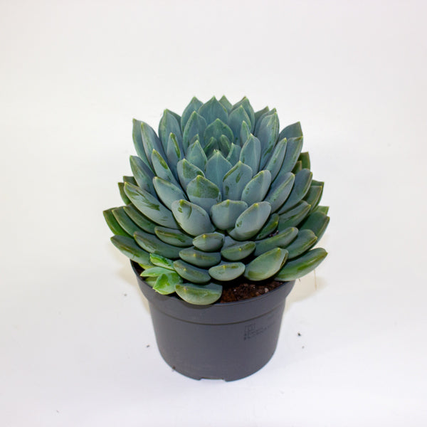 Pachyphytum 'Corvus' 13cm H20cm