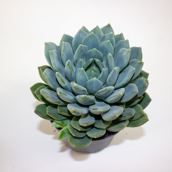 Pachyphytum 'Corvus' 13cm H20cm