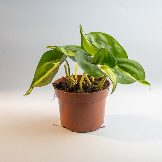 Philodendron 'Cream Splash'