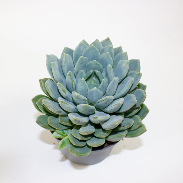 Pachyphytum 'Corvus' 13cm H20cm