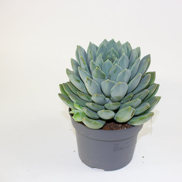 Pachyphytum 'Corvus' 13cm H20cm