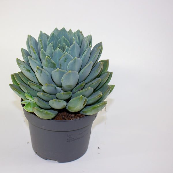 Pachyphytum 'Corvus' 13cm H20cm
