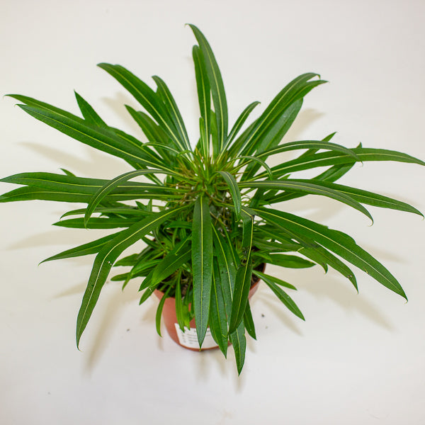 Pachypodium lamerei 10.5cm H25cm