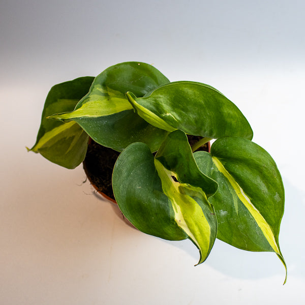Philodendron 'Cream Splash'