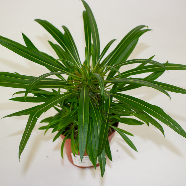 Pachypodium lamerei 10.5cm H25cm