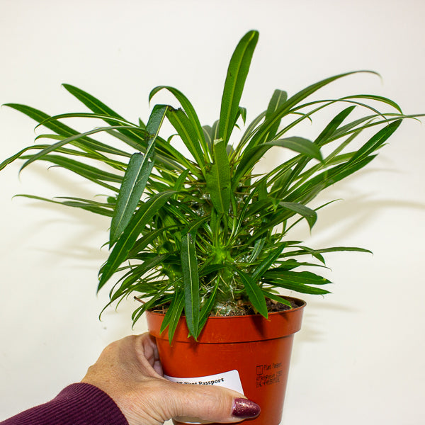Pachypodium lamerei 10.5cm H25cm