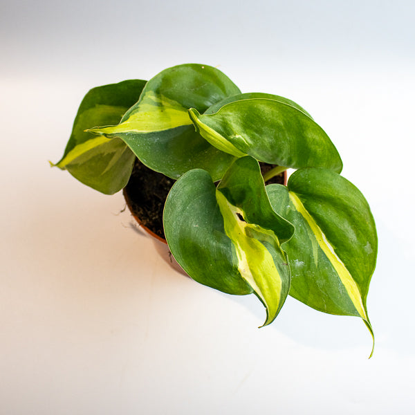 Philodendron 'Cream Splash'