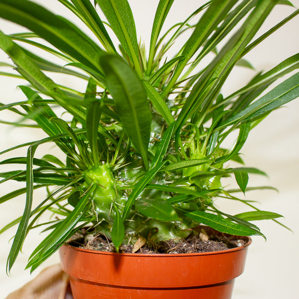Pachypodium lamerei 10.5cm H25cm