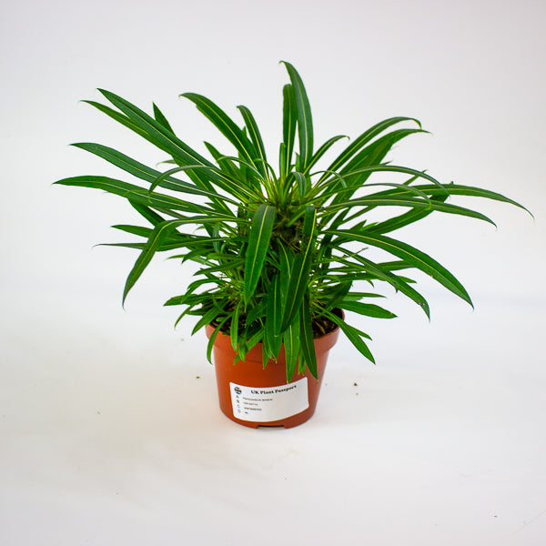 Pachypodium lamerei 10.5cm H25cm