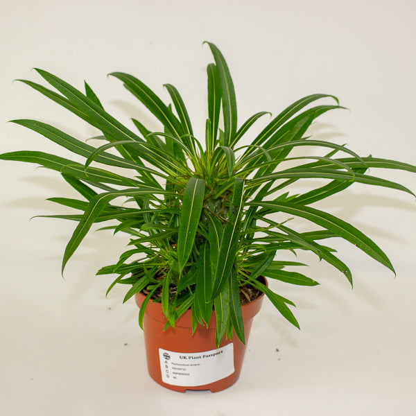 Pachypodium lamerei 10.5cm H25cm