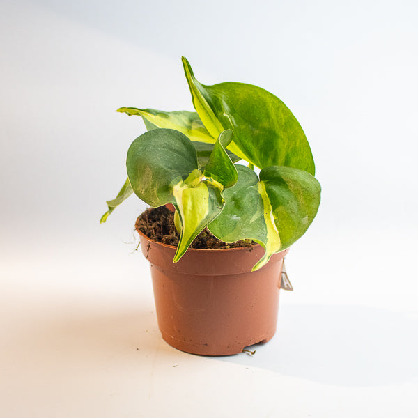 Philodendron 'Cream Splash'