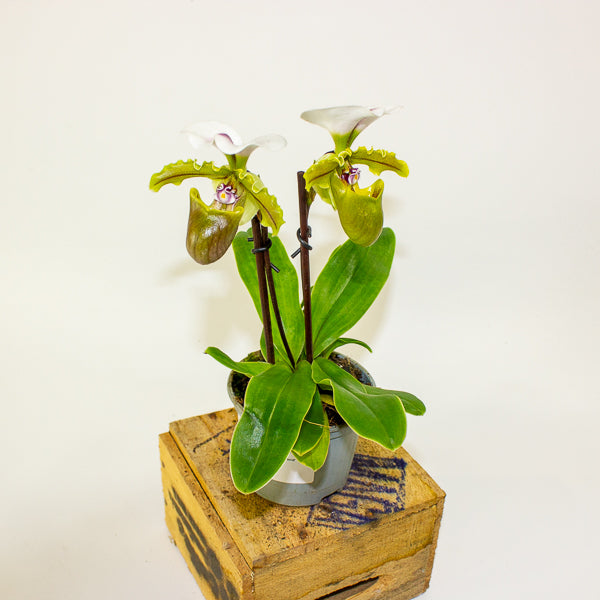 Paphiopedilum 'Milano' 9cm H20cm