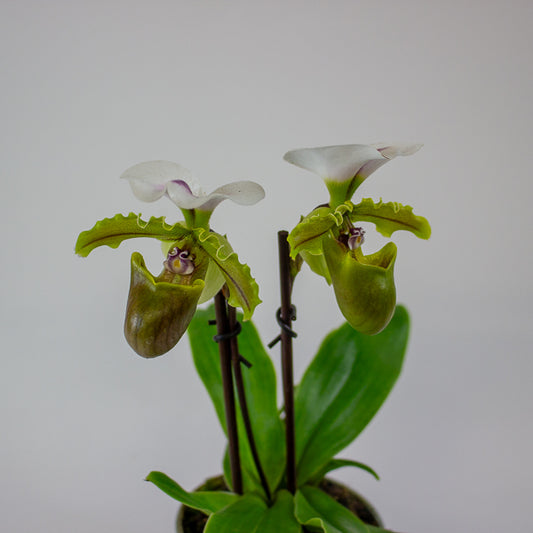 Paphiopedilum 'Milano' 9cm H20cm