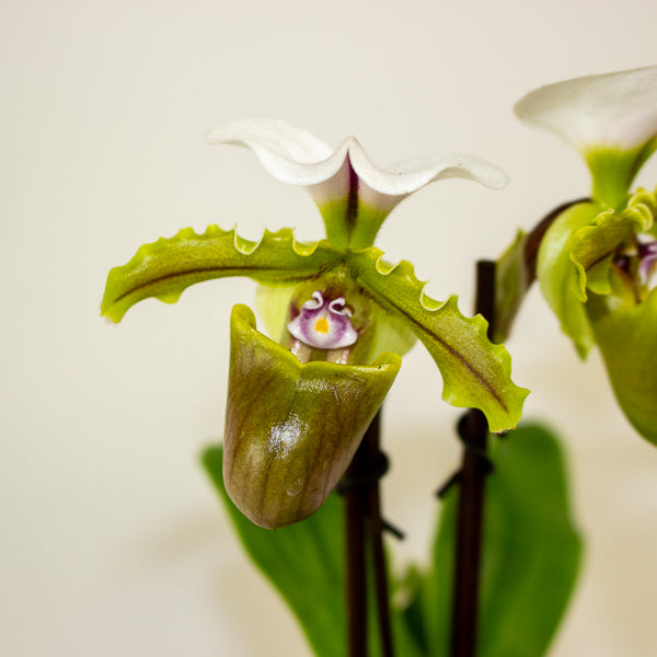 Paphiopedilum 'Milano' 9cm H20cm