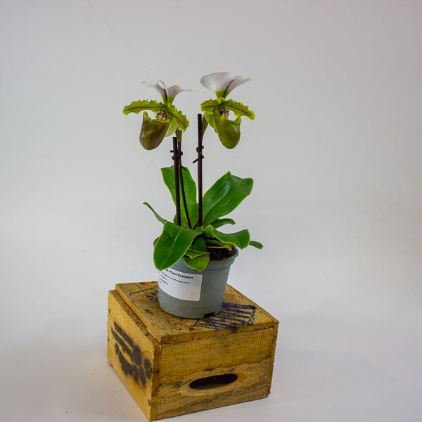 Paphiopedilum 'Milano' 9cm H20cm