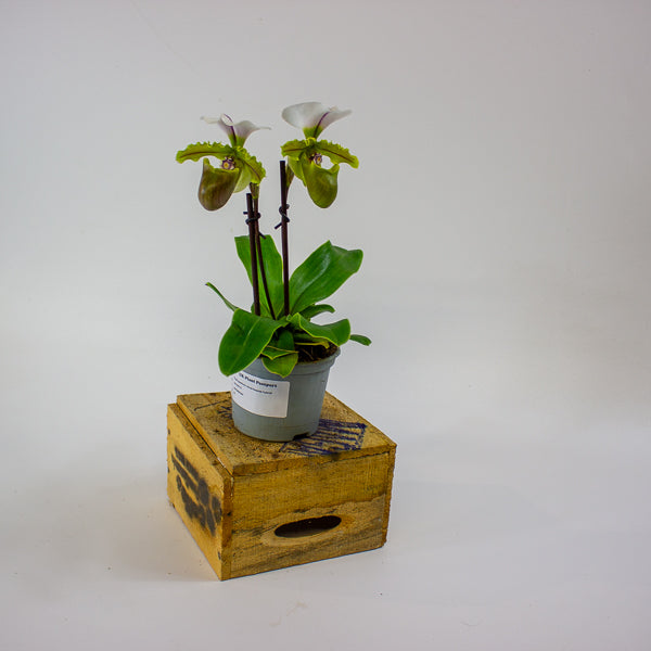 Paphiopedilum 'Milano' 9cm H20cm