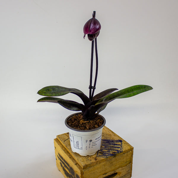 Paphiopedilum Black Jack 9cm H15cm
