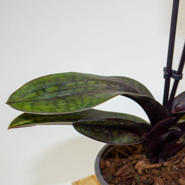 Paphiopedilum Black Jack 9cm H15cm