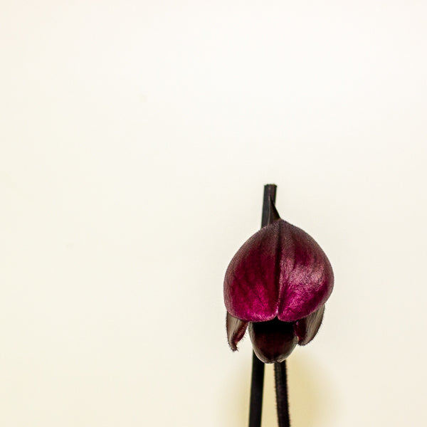 Paphiopedilum Black Jack 9cm H15cm