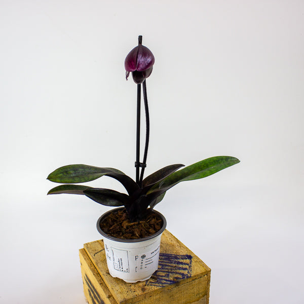 Paphiopedilum Black Jack 9cm H15cm
