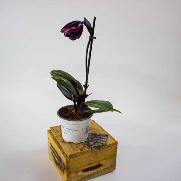 Paphiopedilum Black Jack 9cm H15cm