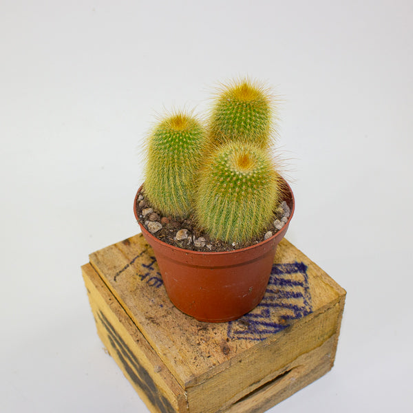 Parodia leninghausii 10.5cm H12cm