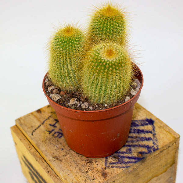 Parodia leninghausii 10.5cm H12cm