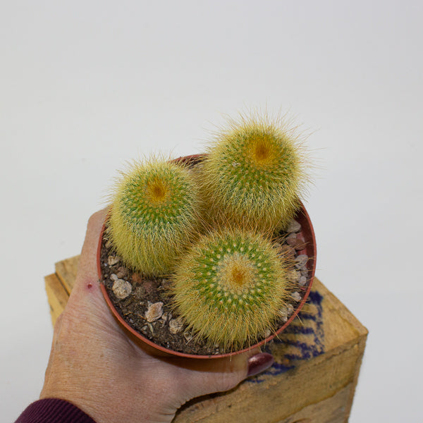 Parodia leninghausii 10.5cm H12cm