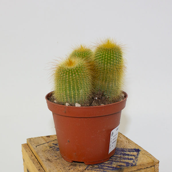 Parodia leninghausii 10.5cm H12cm