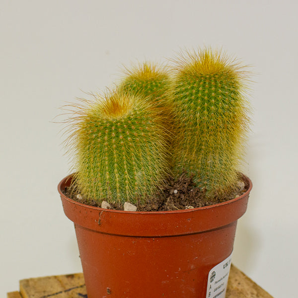 Parodia leninghausii 10.5cm H12cm