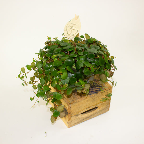 Peperomia 'Pepperspot' 11cm H15cm