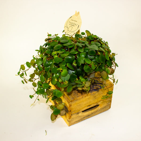 Peperomia 'Pepperspot' 11cm H15cm