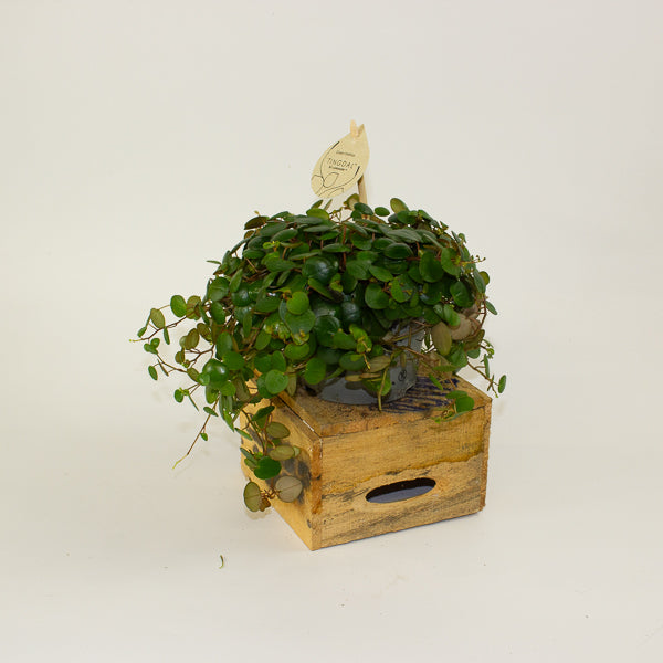 Peperomia 'Pepperspot' 11cm H15cm