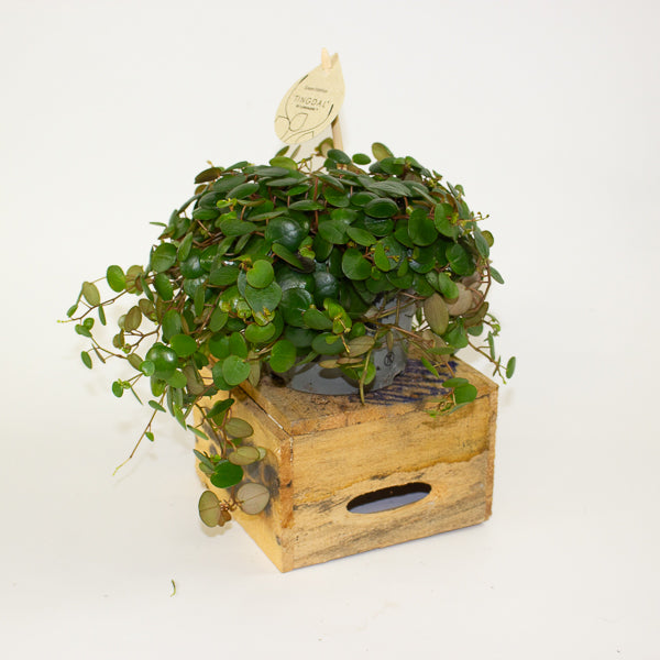 Peperomia 'Pepperspot' 11cm H15cm