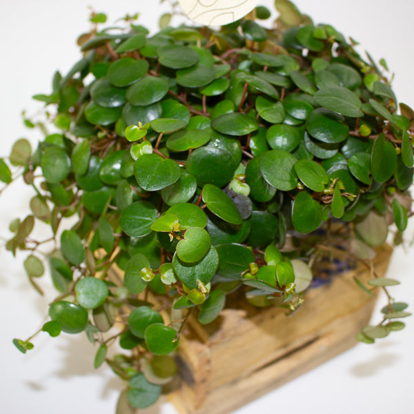 Peperomia 'Pepperspot' 11cm H15cm