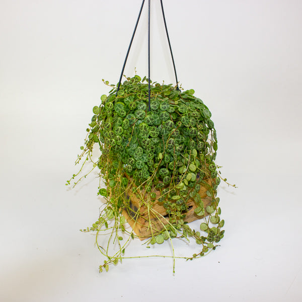 Peperomia prostrata 14cm H15cm
