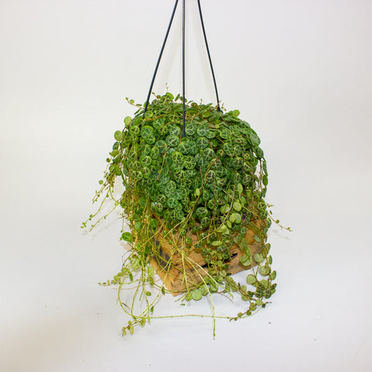 Peperomia prostrata 14cm H15cm