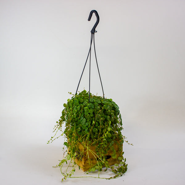 Peperomia prostrata 14cm H15cm