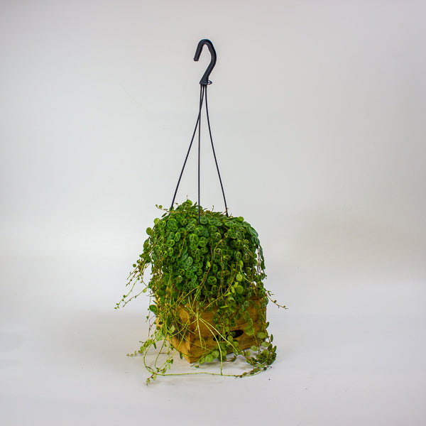 Peperomia prostrata 14cm H15cm