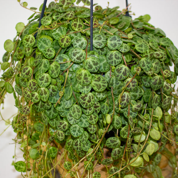 Peperomia prostrata 14cm H15cm