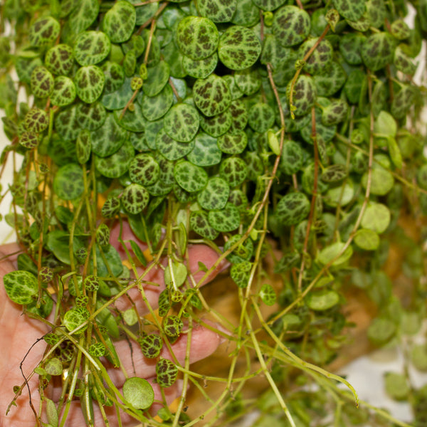 Peperomia prostrata 14cm H15cm