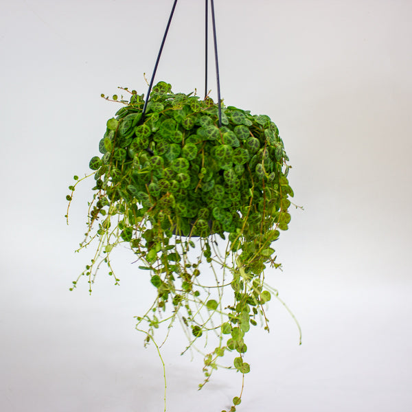 Peperomia prostrata 14cm H15cm